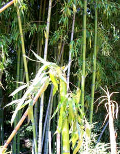 bamboo.jpg (93565 bytes)