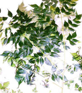 chinaberrytree.jpg (77167 bytes)