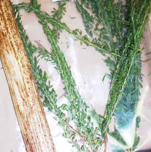 chinese_lespedeza.jpg (82520 bytes)