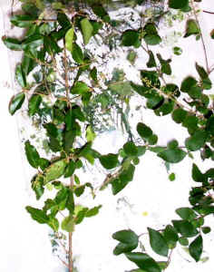 chinese_privet.jpg (69439 bytes)