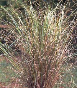 chinese_silvergrass.jpg (59105 bytes)