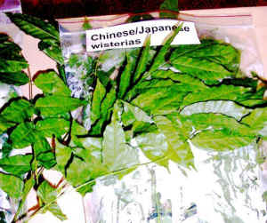 chinese_wisteria.jpg (79565 bytes)