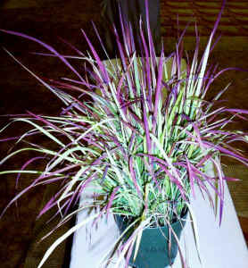 congongrass.jpg (92032 bytes)