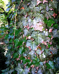 english_ivy.jpg (91458 bytes)