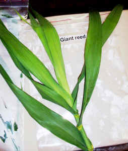 giant_reed.jpg (48484 bytes)