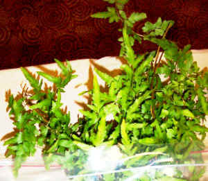 japanese_fern.jpg (126895 bytes)