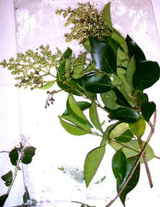 japanese_privet.jpg (97316 bytes)