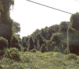 kudzu1.jpg (79485 bytes)