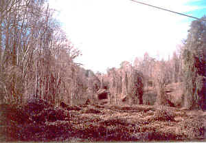 kudzu2.jpg (71142 bytes)