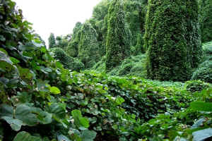 kudzu4.jpg (125471 bytes)