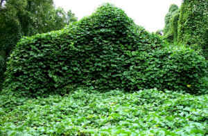 kudzu5.jpg (80899 bytes)