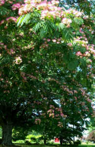 mimosa.jpg (76614 bytes)
