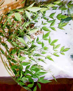 nandina.jpg (72135 bytes)