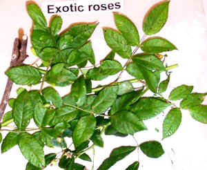 nonnative_rose.jpg (114653 bytes)