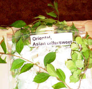 oriental_bittersweet.jpg (120789 bytes)