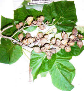 royal_paulownia.jpg (65585 bytes)