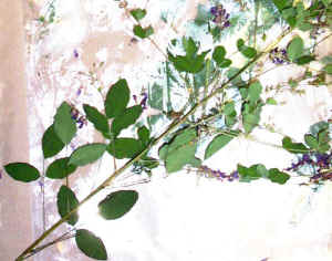 shrubby_lespedeza.jpg (102615 bytes)