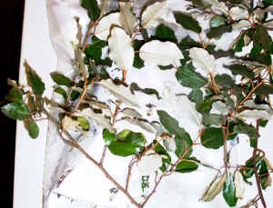 silverthorn.jpg (113671 bytes)
