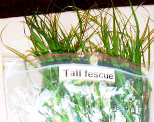 tall_fescue.jpg (119699 bytes)