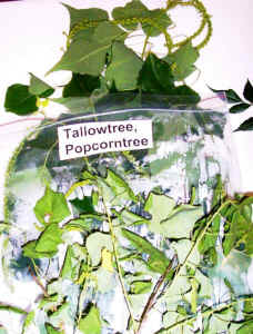 tallowtree.jpg (70012 bytes)