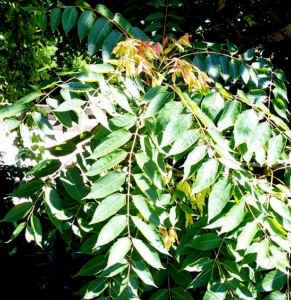 tree_of_heaven.jpg (103667 bytes)