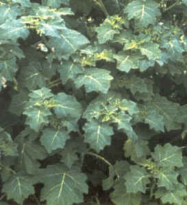 tropical_soda_apple.jpg (51977 bytes)