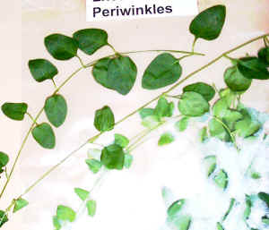 vincas.jpg (84293 bytes)