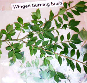 winged burning bush