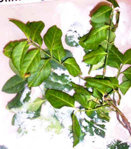 winter_creeper.jpg (108347 bytes)