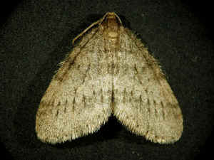 wintermoth02.jpg (22558 bytes)
