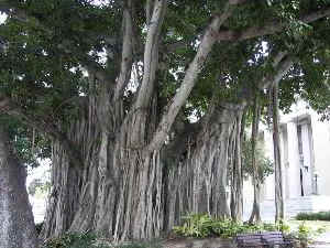 Banyan2.jpg (25162 bytes)