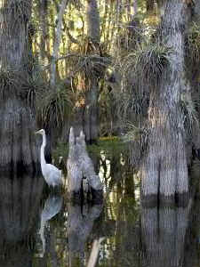 greategret2.jpg (26528 bytes)