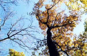 carya_canopy.jpg (39476 bytes)