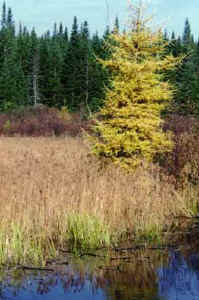 golden.larch.jpg (18175 bytes)