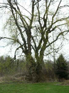 wwillow.jpg (105292 bytes)