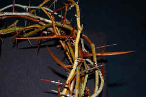 Crown of Thorns_Closeup.JPG (51522 bytes)