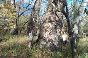 cottonwoodgroves.jpg (25299 bytes)