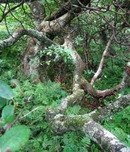 birch_gnarlage_close3.jpg (168635 bytes)