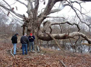long_island_chestnut_oak2.jpg (87184 bytes)