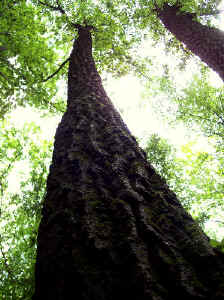 chestnutoak2.jpg (71692 bytes)