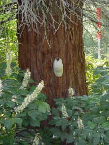 sequoia_closeup_stoney_bank2.jpg (49763 bytes)