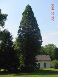 sequoia_full_stoney_bank2.jpg (29121 bytes)