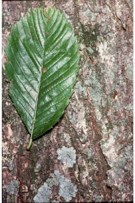 amer_elm1.jpg (103910 bytes)