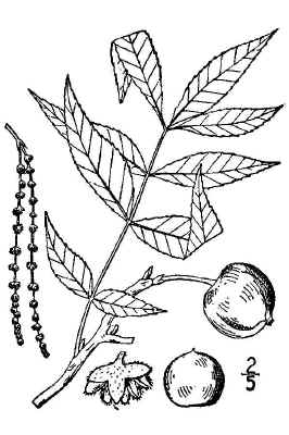 bitternut2.jpg (78487 bytes)