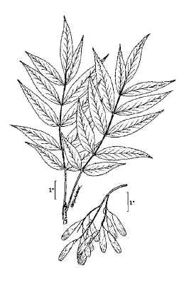 black_ash4.jpg (102825 bytes)