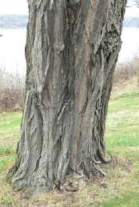 black_locust_bark.jpg (32732 bytes)