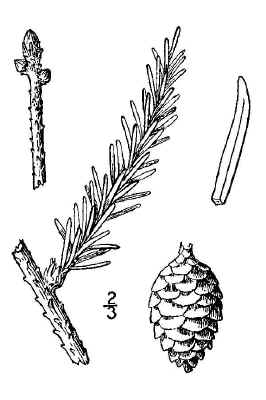 black_spruce.jpg (61285 bytes)