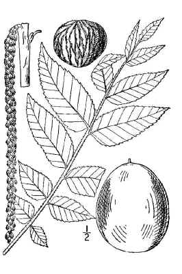 black_walnut1.jpg (85999 bytes)