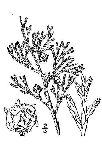 chamaecyparis_thyoides.jpg (82870 bytes)