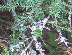 lichens_on_hemlock.jpg (65778 bytes)